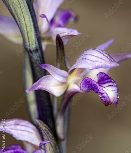 Macrophotographie de fleur sauvage - Limodore à feuilles avortées - Limodorum abortivum photo