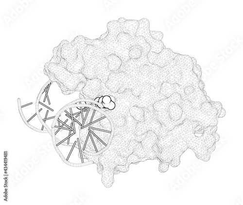 3D rendering as a line drawing of a molecule. Structural basis for recognition and repair of the endogenous mutagen 8-oxoguanine in DNA. photo