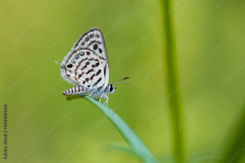 Lycaenidae / Balkan Kaplanı / / Tarucus balkanicus Lycaenidae / Balkan Kaplanı / / Tarucus balkanicus