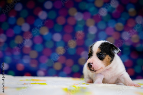 Fototapeta Naklejka Na Ścianę i Meble -  A cute jack russell terrier puppy, photo with blurry background