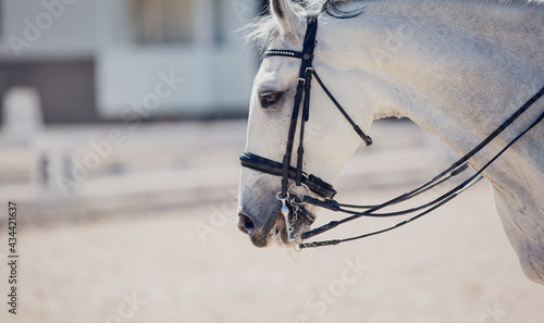 Portrait sports gray stallion in the double bridle.