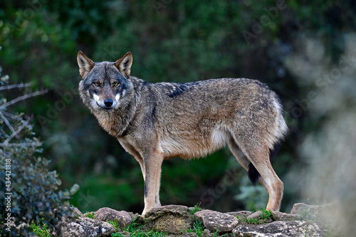 Iberian wolf // Iberischer Wolf // Lobo ibérico (Canis lupus signatus) photo