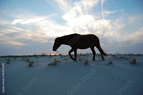 Wild horse making its way along the sand dunes at sunset  on Assateague Island  in Worcester County  Maryland. 