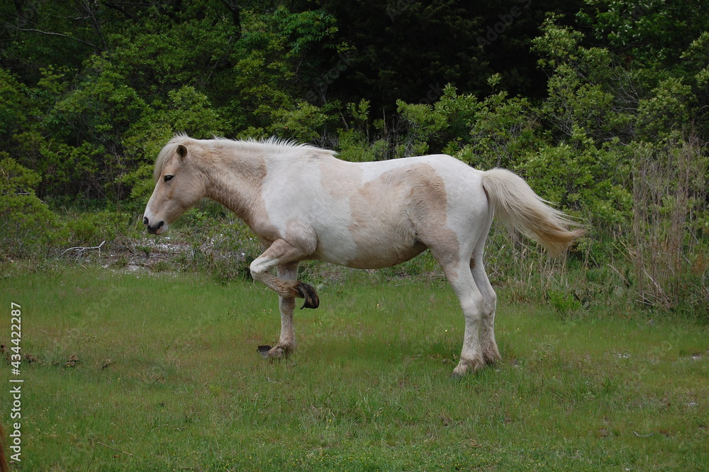 A beautiful white, wild horse, with overgrown hooves roaming Assateague, in Worcester County, Maryland. A beautiful white, wild horse, with overgrown hooves roaming Assateague, in Worcester County, Maryland.