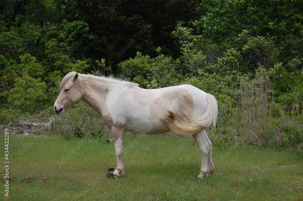Obraz premium A beautiful white, wild horse, with overgrown hooves roaming Assateague, in Worcester County, Maryland.