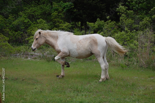 A beautiful white  wild horse  with overgrown hooves roaming Assateague  in Worcester County  Maryland.