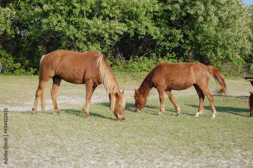 Wild horses feeding on the grasses that grow on Assateague Island, in Worcester County, Maryland. Wild horses feeding on the grasses that grow on Assateague Island, in Worcester County, Maryland.
