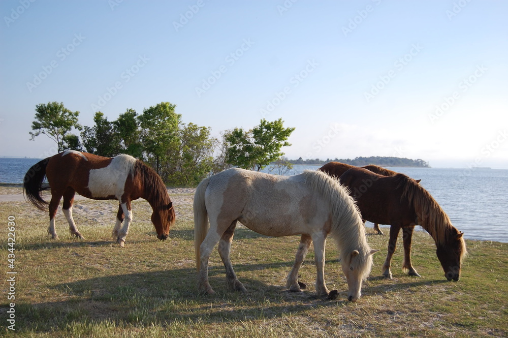 Wild horses feeding on the grasses that grow on Assateague Island, in Worcester County, Maryland. Wild horses feeding on the grasses that grow on Assateague Island, in Worcester County, Maryland.