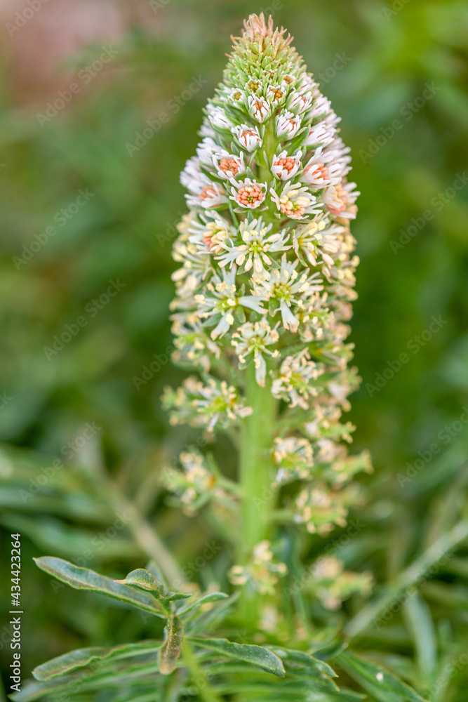 Macrophotographie de fleur sauvage - Réséda blanc - Reseda alba Macrophotographie de fleur sauvage - Réséda blanc - Reseda alba