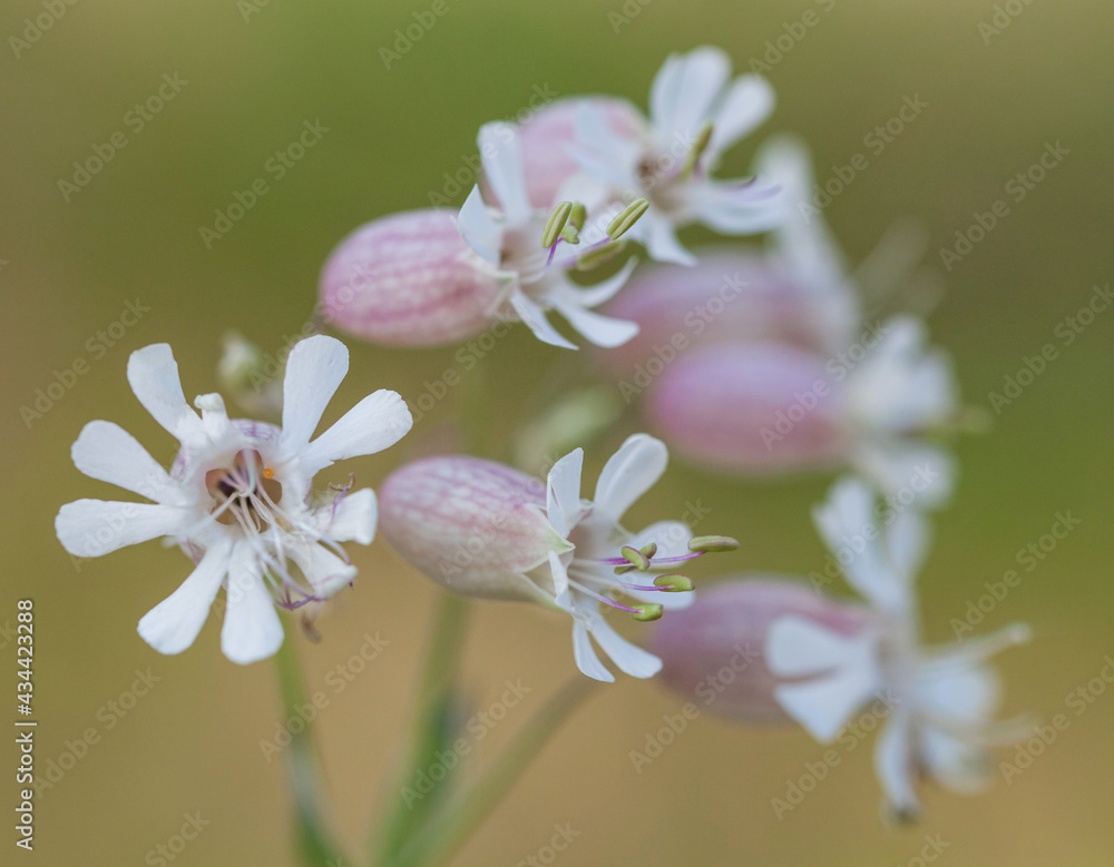 Macrophotographie de fleur sauvage - Silène enflé - Silene vulgaris