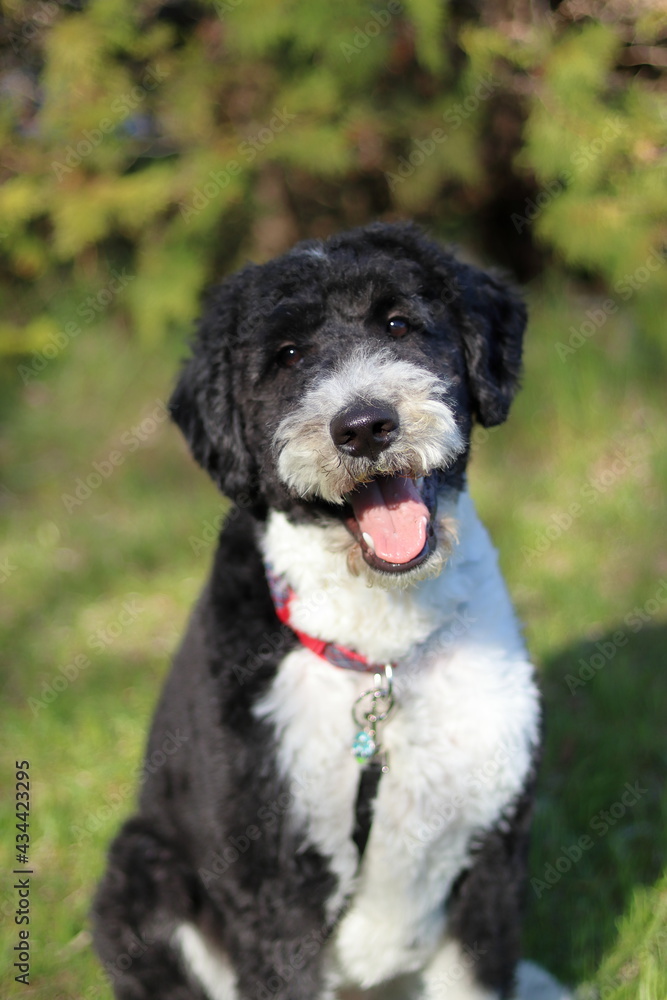 Portrait of dog outside