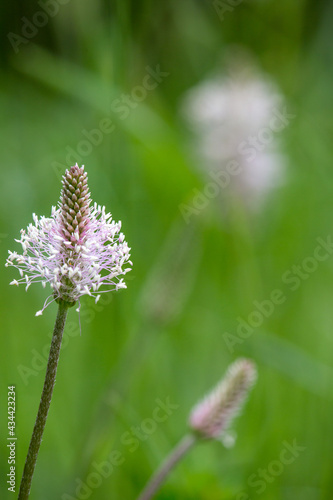 Macrophotographie de fleur sauvage - Plantain lancéolé - Plantago lanceolata