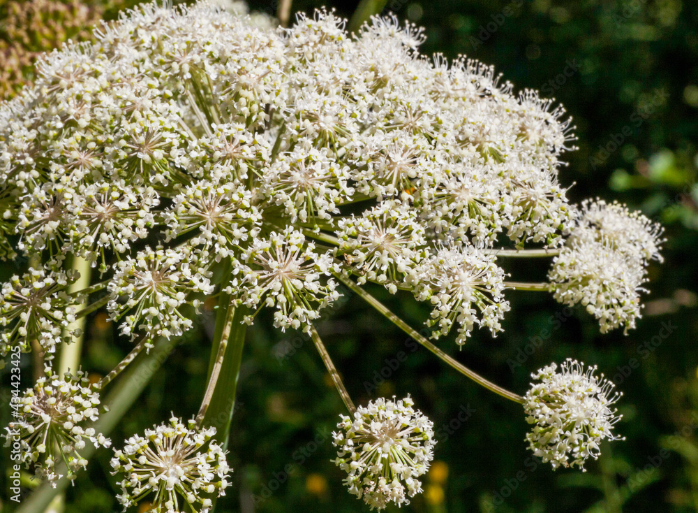 Macrophotographie de fleur sauvage - Valériane officinale - Valeriana officinalis Macrophotographie de fleur sauvage - Valériane officinale - Valeriana officinalis