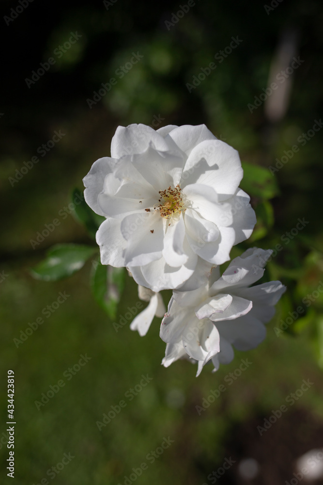 Obraz premium white flower