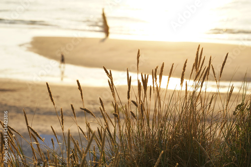 Romantische Abendstimmung am Strand Dünengras im Vordergrund Sonnenuntergang und Meer im Hintergrund