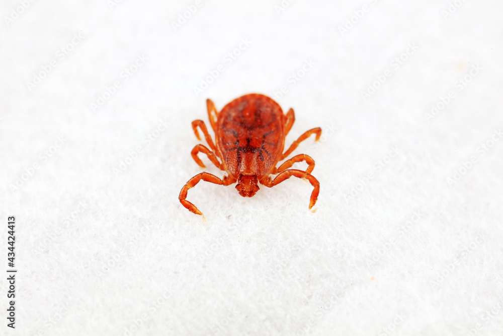 Hard tick on white background, North China Hard tick on white background, North China