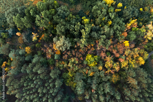 Beautiful aerial view of forest on autumn day