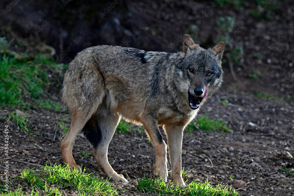 Iberischer Wolf // Iberian wolf // Lobo ibérico (Canis lupus signatus ...