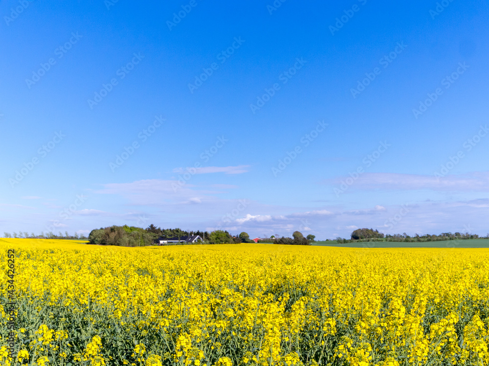 Rape Field Landscape. Blooming rapeseed field of Denmark against the blue sky with clouds