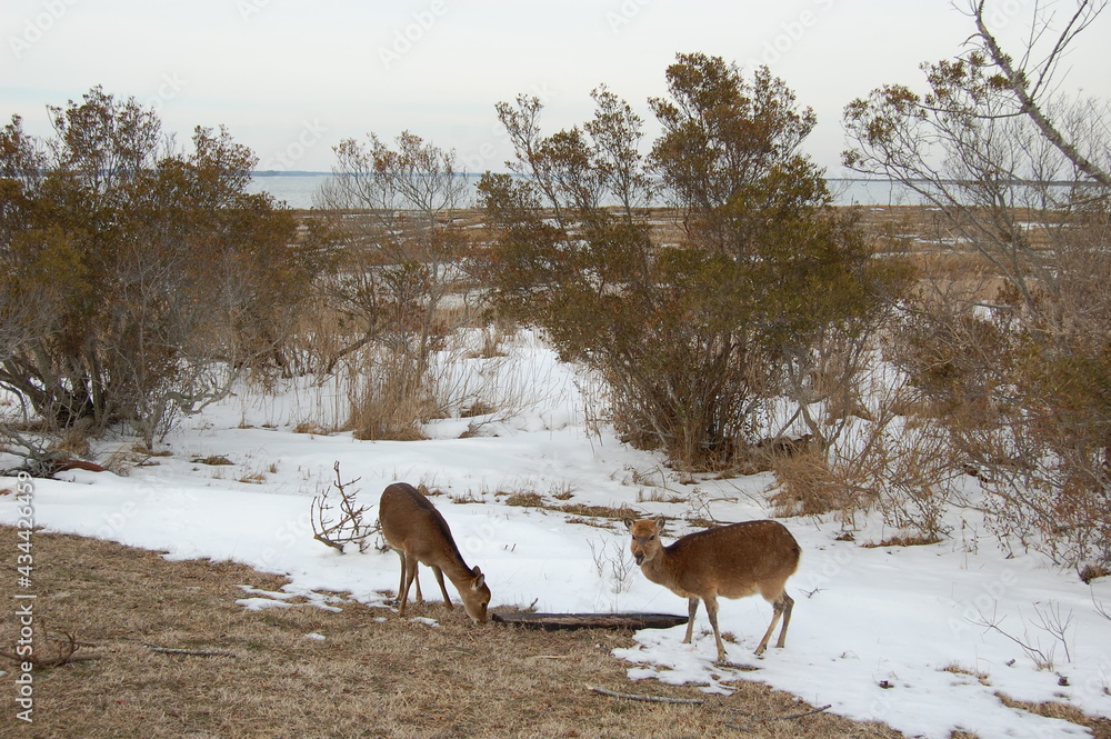 Sika deer roaming Assateague Island, on a cool winter's day in Worcester County, Maryland. Sika deer roaming Assateague Island, on a cool winter's day in Worcester County, Maryland.