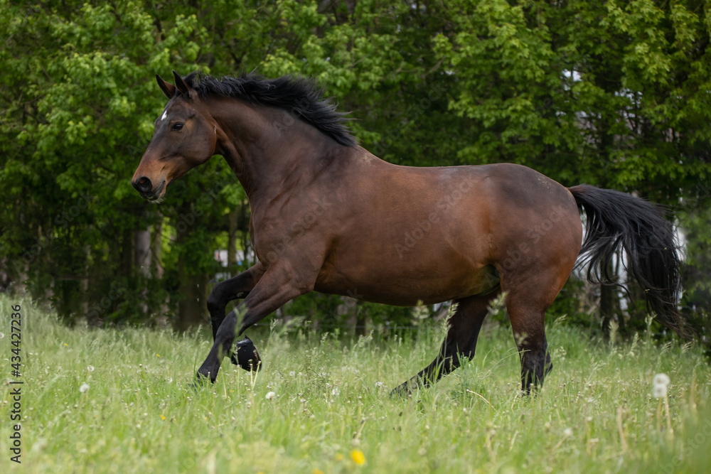 Fototapeta premium Brauner auf der Koppel