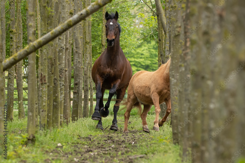 Pferd galoppiert im Wald