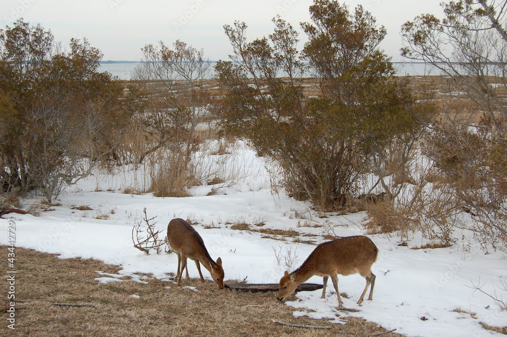 Sika deer roaming Assateague Island, on a cool winter's day in Worcester County, Maryland. Sika deer roaming Assateague Island, on a cool winter's day in Worcester County, Maryland.