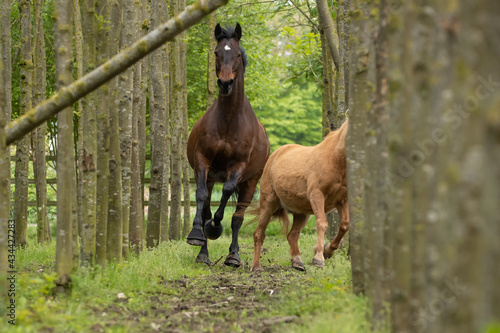 Pferd galoppiert im Wald © Nadine Haase