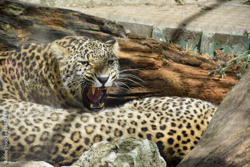 leopard in the zoo