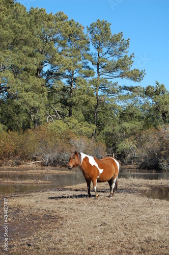 A pregnant wild horse roaming the Chincoteague National Wildlife Refuge, the Virginia side of Assateague Island.