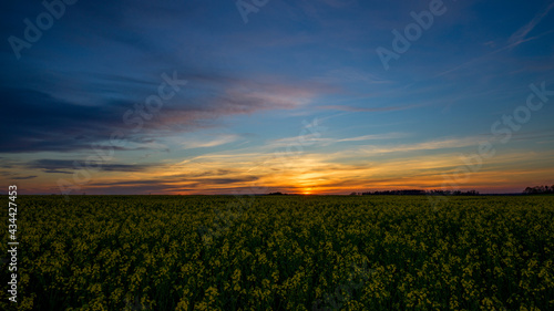 Ein blühendes Rapsfeld bei Sonnenuntergang