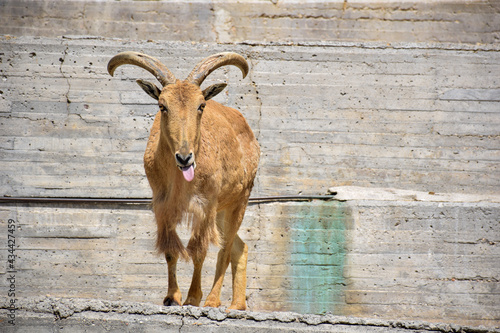 goat in the zoo