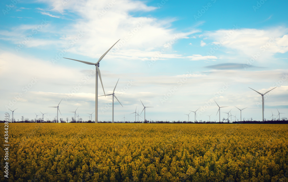 Blooming yellow canola field with wind turbines in the background in the countryside Blooming yellow canola field with wind turbines in the background in the countryside