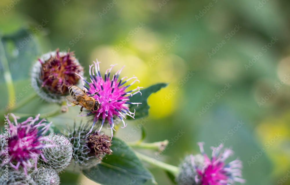 Blooming thistle flower. Honey bee on the flower. Blooming thistle flower. Honey bee on the flower.