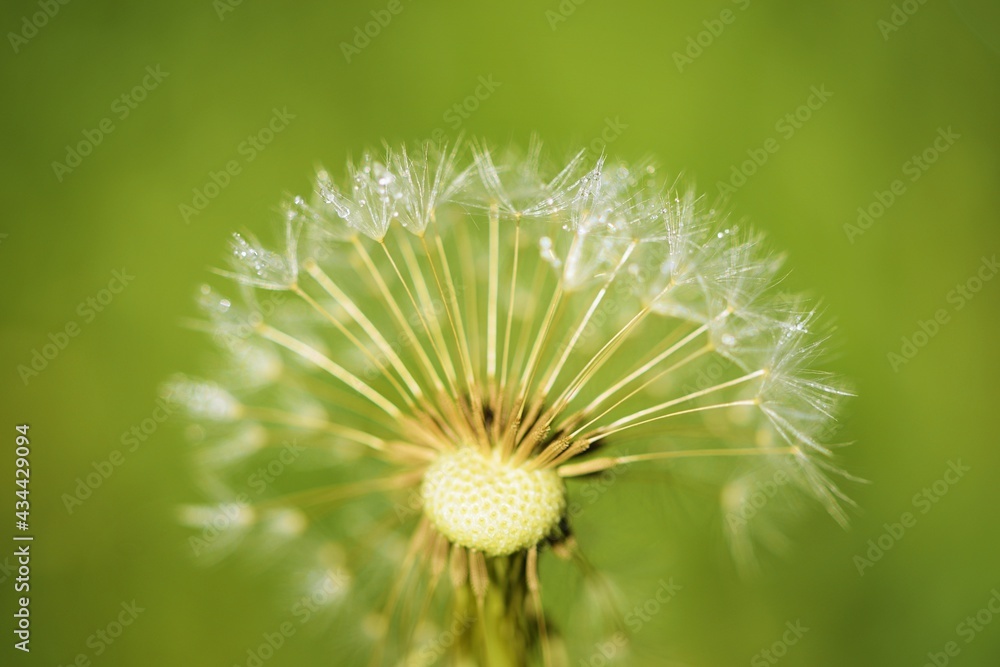 Dandelion on a green background, ripe cypselae fruits, on dew. Dandelion on a green background, ripe cypselae fruits, on dew.
