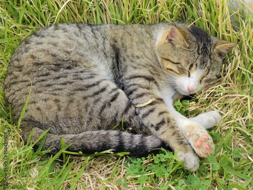 cat sleeping on grass