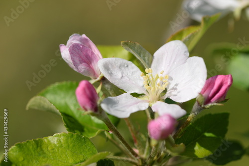 Blooming apple closeup, flowers and pink buds. 