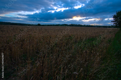 Ciel nuageux au coucher du soleil au dessus d'un champ de blé