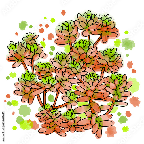 Hand drawn vector of succulent  isolated on white background. Stock illustration of exotic plant. Sedum stahlii sketch. photo