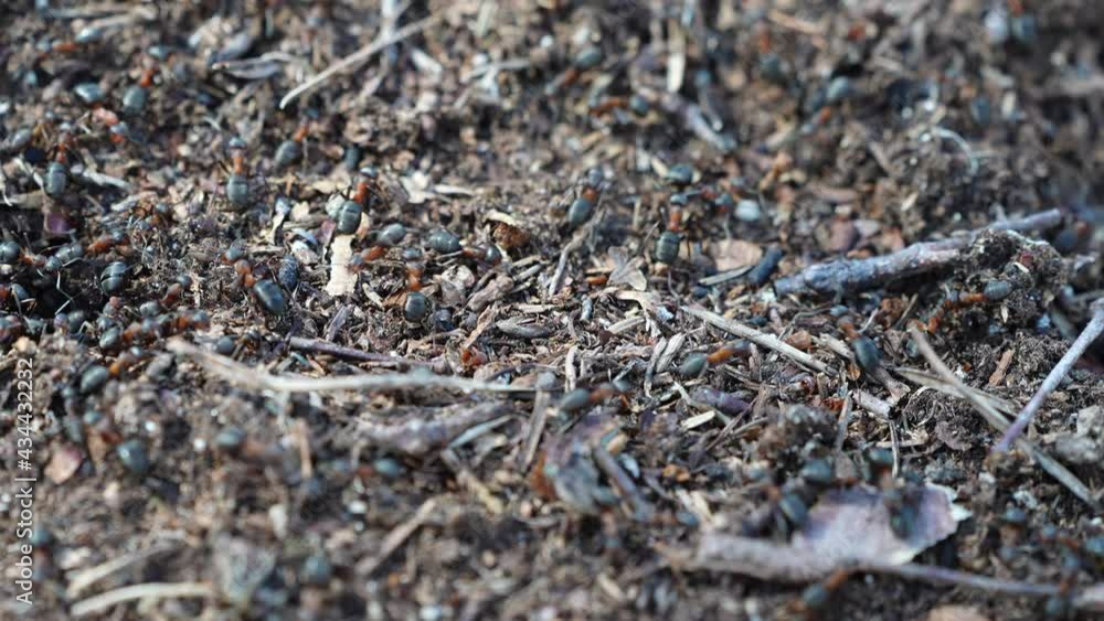 pine forest anthill. Life of red ants in forest. the routine of the most powerful insects. 4K UHD pine forest anthill. Life of red ants in forest. the routine of the most powerful insects. 4K UHD
