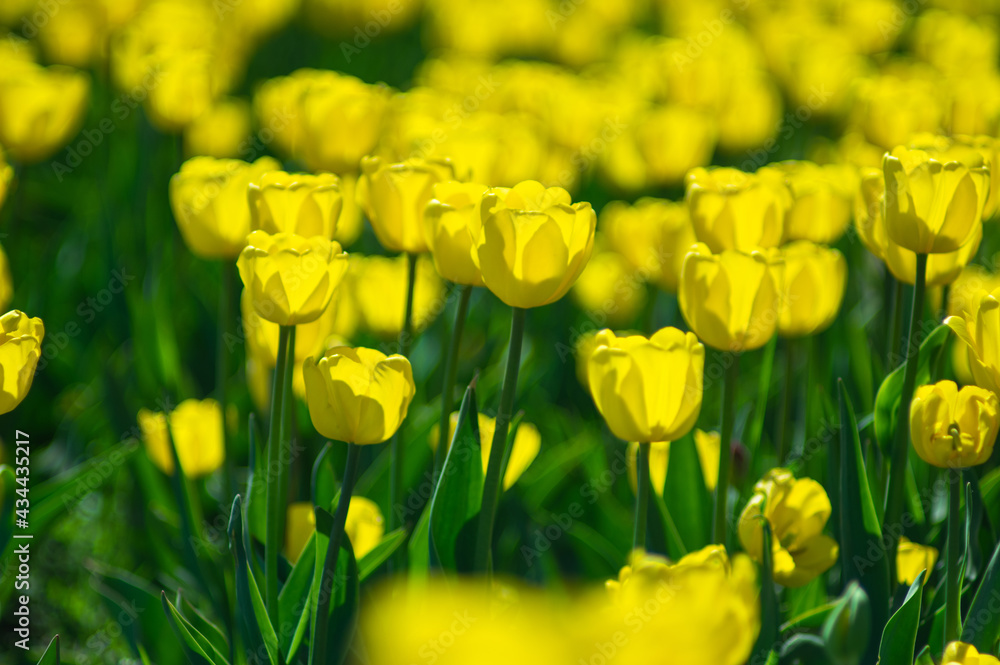 Flower rows of yellow tulips close-up, selective focus Flower rows of yellow tulips close-up, selective focus