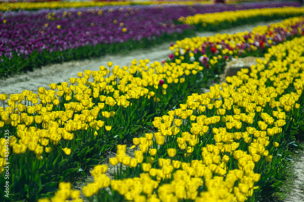 Flower rows of yellow tulips close-up, selective focus