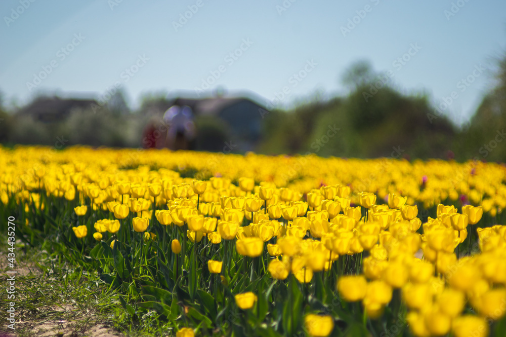 Flower rows of yellow tulips close-up, selective focus Flower rows of yellow tulips close-up, selective focus