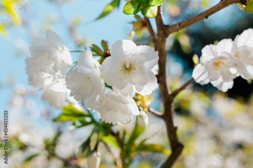 White blossoms on a wild cherry tree