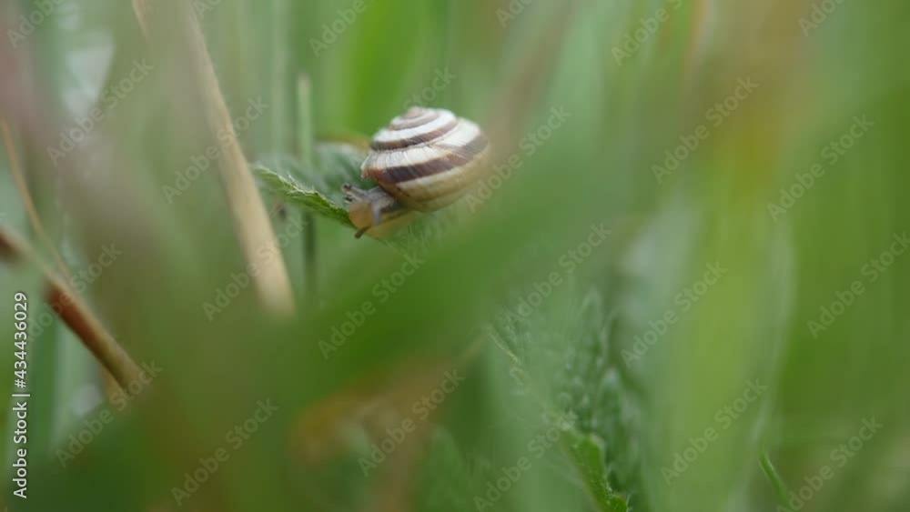 Snail in the green grass close-up. Portrait of an invertebrate animal on a blurred background. A fragment of wildlife life. Slow movement on the stem of the plant. Low depth of field Snail in the green grass close-up. Portrait of an invertebrate animal on a blurred background. A fragment of wildlife life. Slow movement on the stem of the plant. Low depth of field