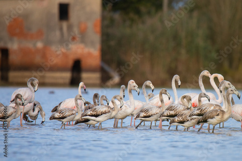 white flamingos in the lake in italy