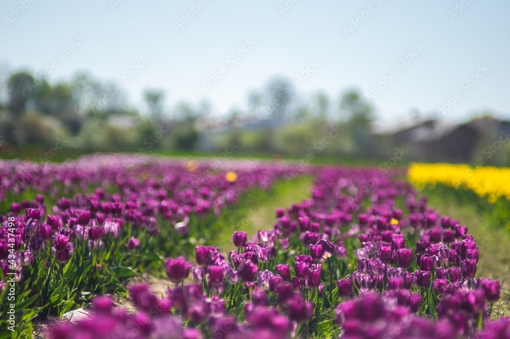 Selective focus shot of a purple tulip with a blurred background Selective focus shot of a purple tulip with a blurred background