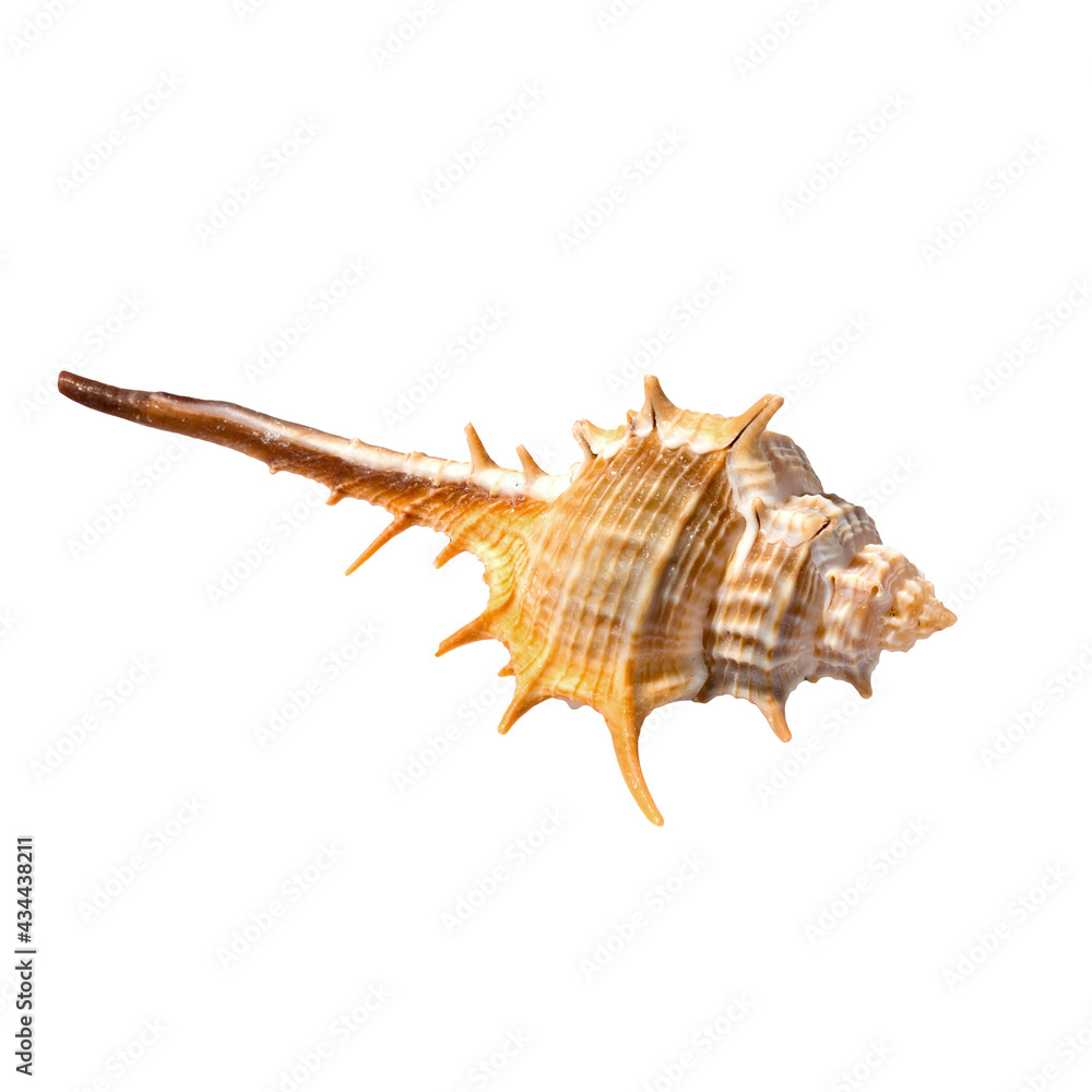 Isolated seashell conch on white background Isolated seashell conch on white background