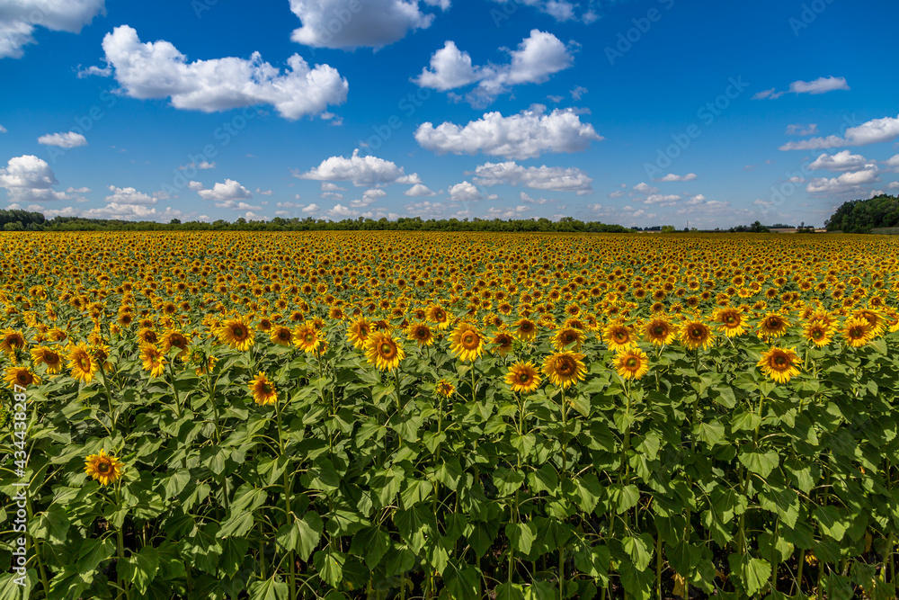 Sunflowers close up in field with the blue sky