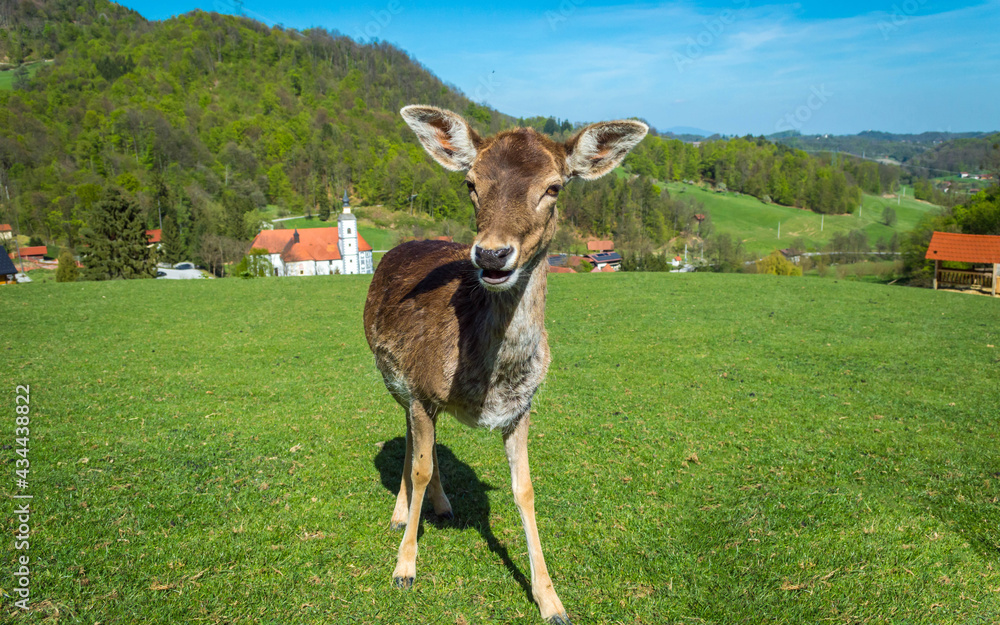 Fototapeta premium Closeup of deer on the green field.